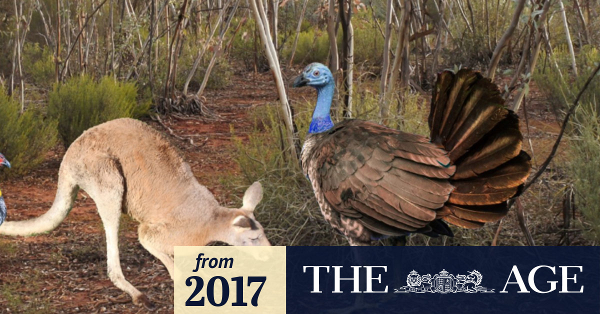 Giant flying turkeys once roamed Australia, Flinders University